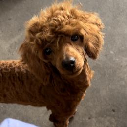 Maltese, Maltipoos, and Poodles from Toy Poodles And Maltese Of Florida