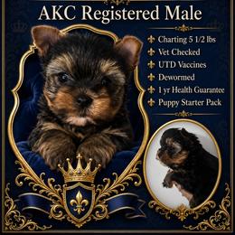 Waylon - Black and tan male Yorkshire Terrier puppy in Wartburg, Tennessee from Amanda's Precious Pups
