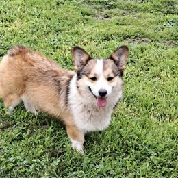 PRINCESS - Pembroke Welsh Corgi