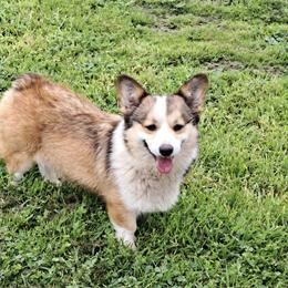 PRINCESS - Pembroke Welsh Corgi