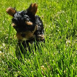 Rori - Black and tan male Yorkshire Terrier puppy in Moses Lake, Washington from Harmony Hills Yorkies