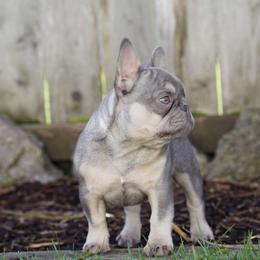 Morticia - Blue female French Bulldog puppy in Battle Ground, Washington from Ferguson's Bulldogs