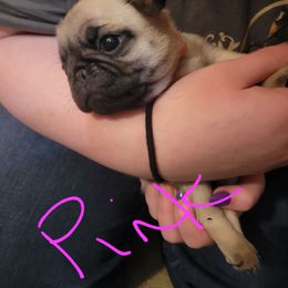 Light pink collar - Fawn female Pug puppy in Brush Prairie, Washington from Paradise Peaks