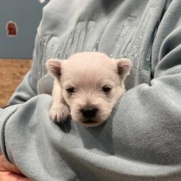 Girl 1 - White female West Highland White Terrier puppy in Idabel, Oklahoma from Ravens Nest Westies
