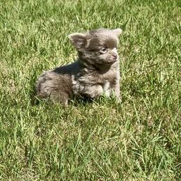 MONK - Blue male Chihuahua puppy in Richmond, Virginia from Bayberry Chihuahuas