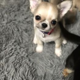 Chihuahua Puppies from Bravo Chihuahuas