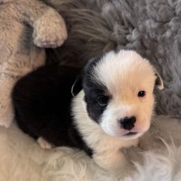 Boy 1 - Yellow Collar - Black and white male Cardigan Welsh Corgi puppy in Grants Pass, Oregon from Rockin’ DA Corgis & Critter Transport LLC