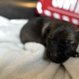 Girl 3 - Sable female German Shepherd puppy in Denver, Colorado from Morales Kennels