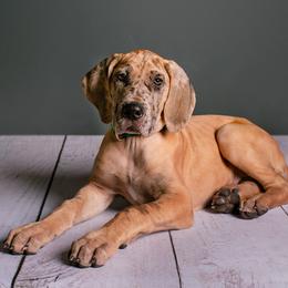 Great Dane Puppies from Split Rock Danes