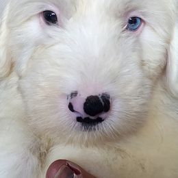 Old English Sheepdogs and Sheepadoodles from Country Roads Sheepdogs & Doodles