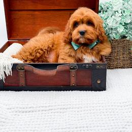 Rusty - Red male Cavapoo puppy in North Carolina from NC Doodle Puppies