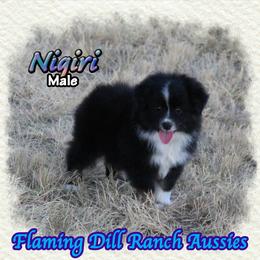 Nigiri - Black tri male Toy Australian Shepherd puppy in Forestburg, Texas from Flaming Dill Ranch Aussies