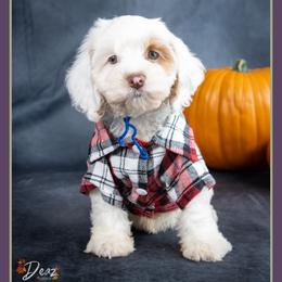 Jack - Buff and white male Cockapoo puppy in Connersville, Indiana from Deaz Doodle Ranch