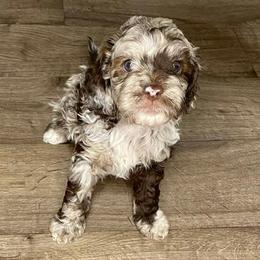 Cockapoos from Southwest Ohio Cockapoo’s