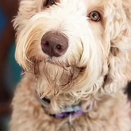Cockapoos and Goldendoodles from Diamond in the Ruff Doodles