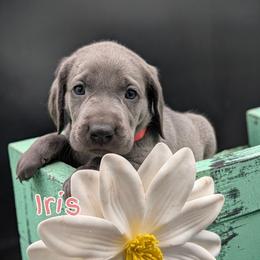 Iris - Blue female Weimaraner puppy in Evart, Michigan from Drehbar Weimaraners