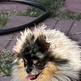 Saffire - Pomeranian