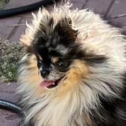 Saffire - Pomeranian