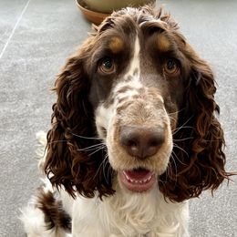 Kasia - English Springer Spaniel