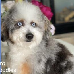Dash - Bernedoodle