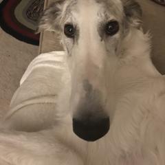 Borzoi All Grown Up from Borzoi on Konza Prairie