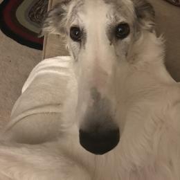 Borzoi All Grown Up from Borzoi on Konza Prairie