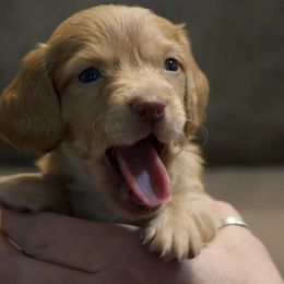 Dachshunds from BeZe Weenies