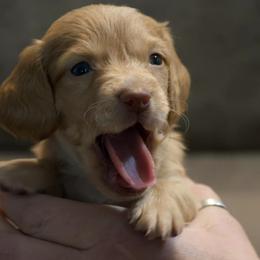 Dachshunds from BeZe Weenies