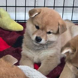 Maki - Red male Shiba Inu puppy in Marianna, Florida from Diwasou