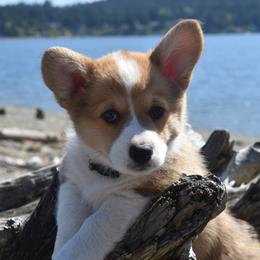 Shrimp - Red male Pembroke Welsh Corgi puppy in Gig Harbor, Washington from Pacific Northwest Pembroke Welsh Corgis