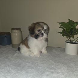 Sophie - Black and white female Shih Tzu puppy in Kings Mountain, North Carolina from Britany's Shih Tzus
