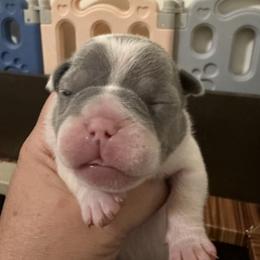 Bell - Tricolors female French Bulldog puppy in Lakeland, Florida from Fur Love And Puppies