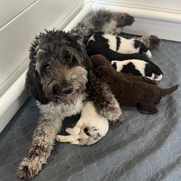 Sky blue merle girl - Blue merle female Aussiedoodle puppy in Clarkston, Washington from Doodle & Poodle Palace
