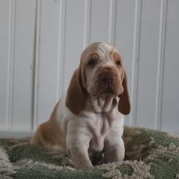 Twix - White and orange male Bracco Italiano puppy in New Mexico from HighBrassGunDogs