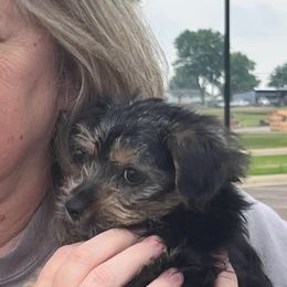 Assorted Doodle Crosses, Double Doodle, Maltipoo, Morkie, and Yorkipoo Puppies from Danza Bolo