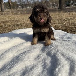 Opal - Phantom Poodle puppy in Allentown, Pennsylvania from Poodles Are Mixy
