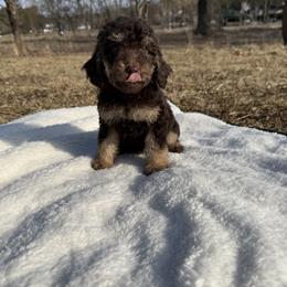 Opal - Phantom Poodle puppy in Allentown, Pennsylvania from Poodles Are Mixy