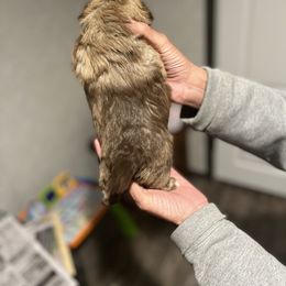 Shih Tzu Puppies from Burke Manor Shih Tzu
