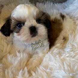 AKC Louie- Champion Blood Line - Gold and white male Shih Tzu puppy in Long Beach, California from Prieto Shih-Tzu's
