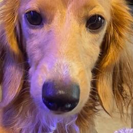Wren - Dachshund