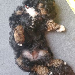 Labradoodle Puppies from Tug Hill Mini Labradoodles