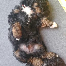 Labradoodle Puppies from Tug Hill Mini Labradoodles