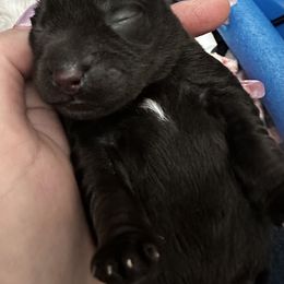 Miniature Schnauzer Puppies from The schnauzer Shack