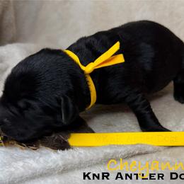 Cheyanne - Black female Labrador Retriever puppy in Grants Pass, Oregon from KnR Antler Dogs ~ Labrador Retrievers & Corgis