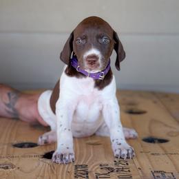 Purple - Girl 2 - Liver and white female English Springer Spaniel puppy in Lake City, Fl, Florida from Spradley Springers & GSP's