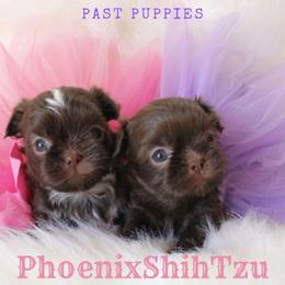 Shih Tzu Puppies from Phoenix Shih Tzu