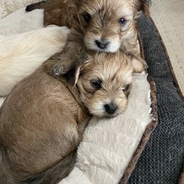 Morkie Puppies from Sun-Kissed Morkies