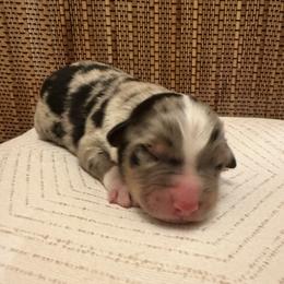 Boy 3: Blue Merle - Blue merle male Australian Shepherd puppy in St. Paul, Oregon from Raybell Ridge Farm