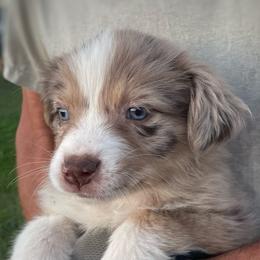 Australian Shepherds and Miniature Australian Shepherds from Puppy Love Ranch Mini Aussies