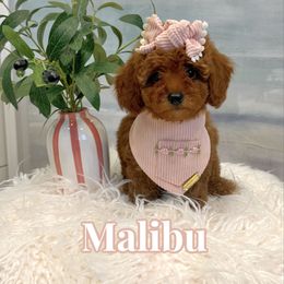 Malibu - Red  female Goldendoodle puppy in Buford, Georgia from Petite Posh Puppies